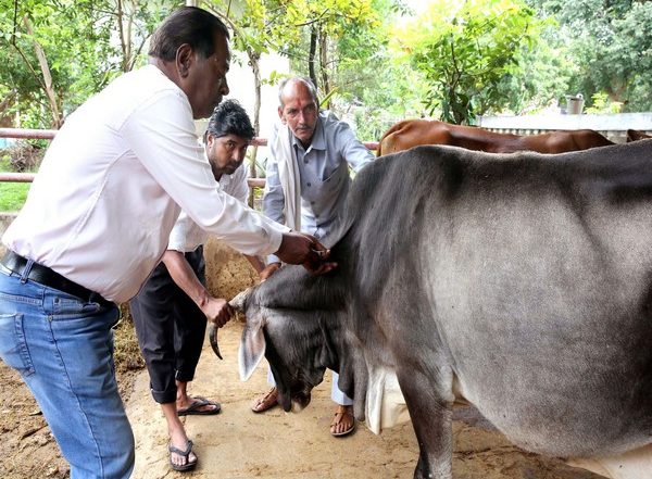 India News | 2,203 Cows Vaccinated Against Lumpy Virus in Mumbai