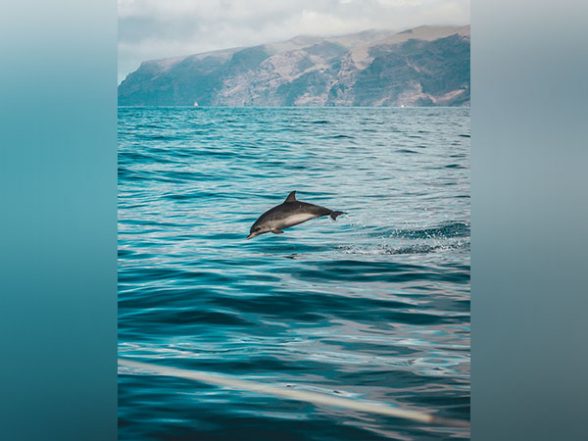 Lifestyle News | Climate Change to Affect Marine Life More Than We Can Imagine - Vimarsana News