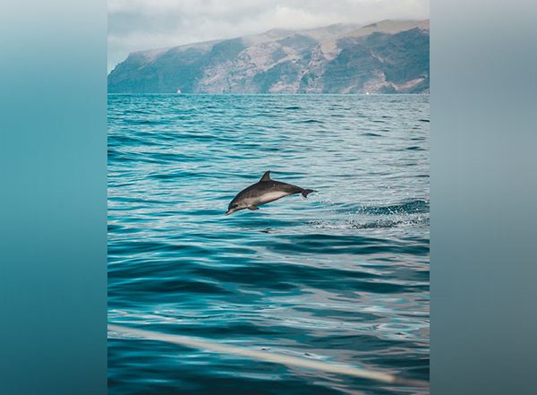 Lifestyle News | Climate Change to Affect Marine Life More Than We Can Imagine