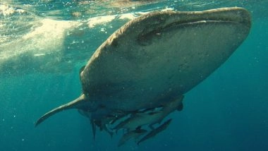 Lifestyle News | New Study Demonstrates How Whales Protect Their Brains While Swimming