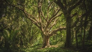 Science News | Study Suggests Climate Change is Turning Trees into Gluttons