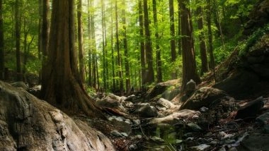 Science News | Research: In a Warmer Rainforest, Trees Get Overheated