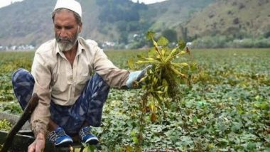 India News | J-K: Wular Lake Wears Festive Look with Extraction of Water Chestnuts in Full Swing