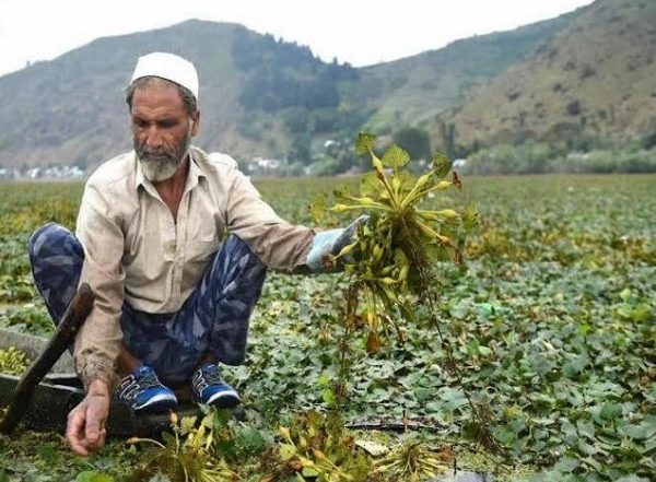 India News | J-K: Wular Lake Wears Festive Look with Extraction of Water Chestnuts in Full Swing