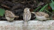Lifestyle News | Bird Diversity is Lower in Urban Forests: Study
