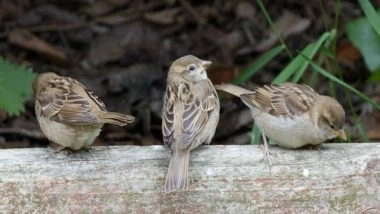 Lifestyle News | Bird Diversity is Lower in Urban Forests: Study