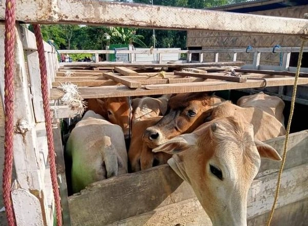 India News | Four Held for Cattle Smuggling in  Assam