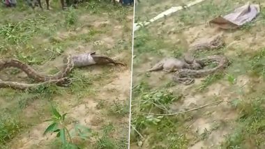 Video: Giant Python Swallows Jackal in UP’s Sitapur, Spews It After Huge Crowd Gathers on Spot