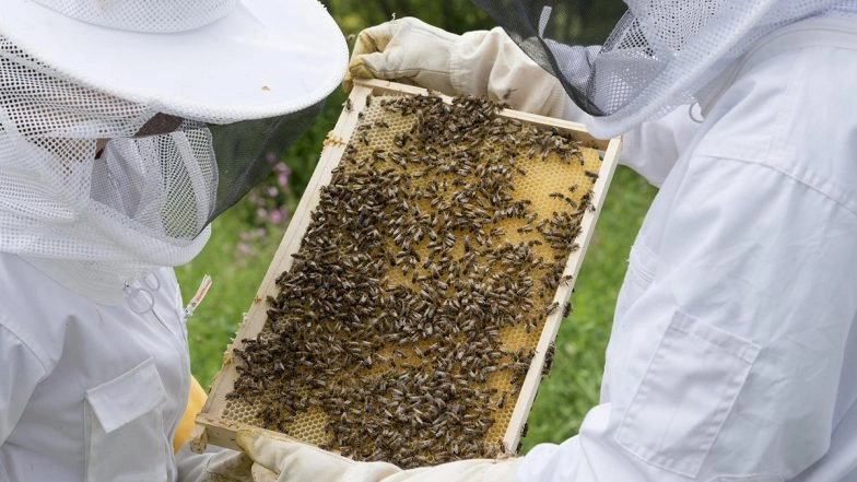 Royal Beekeeper Informes Bees About Queen’s Demise