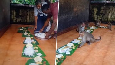 Onam 2022 for Monkeys: Vanara Sadya or Feast for Monkey Shows Animals Enjoying a Lavish Meal as Part of Kerala Harvest Festival (Watch Video)
