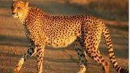 Cheetahs in India: Previous Attempts To Breed Big Cats, Brought From Abroad, In India Including In Junagadh Zoo Were Unsuccessful, Say Officials