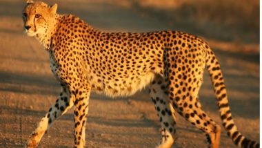 Nehru Zoological Park in Hyderabad Houses Cheetah Gifted by Saudi Arabia