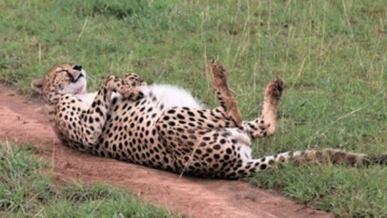 Cheetah ‘After Welcome Party’ at Kuno National Park! Ministry of Environment, Forest and Climate Change Shares Cute Photo