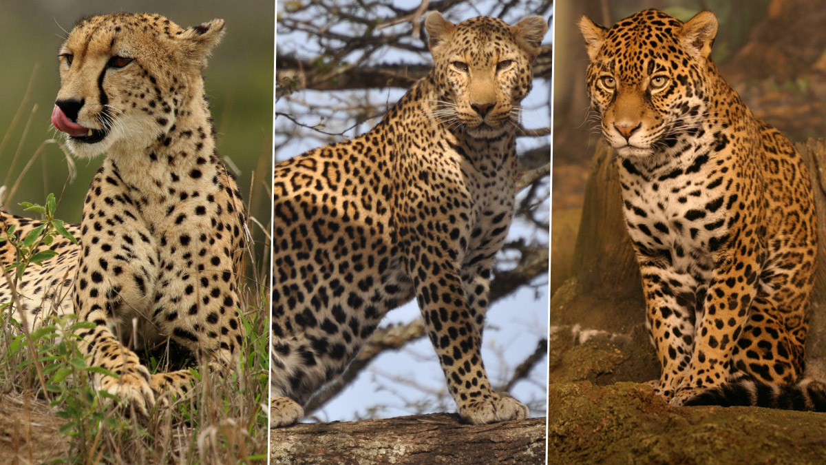 Zugrunde richten Schmiede Panel jaguar leopard cheetah panther puma ...