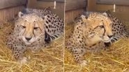 Cheetahs Back in India: First Look of Big Cats From Namibia That Will Be Released Into Kuno National Park (Watch Video)