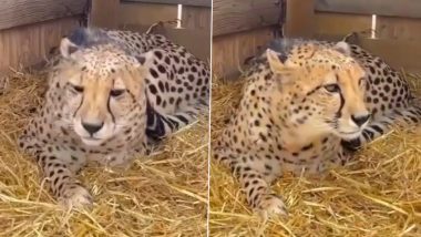Cheetahs Brought From Namibia Fit and Fine in Kuno National Park Quarantine; Task Force Meet on October 17 To Discuss ‘Acclimatisation’ Enclosure Release