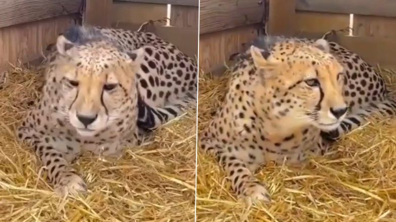 Cheetahs Back in India: First Look of Big Cats From Namibia That Will Be Released Into Kuno National Park (Watch Video)