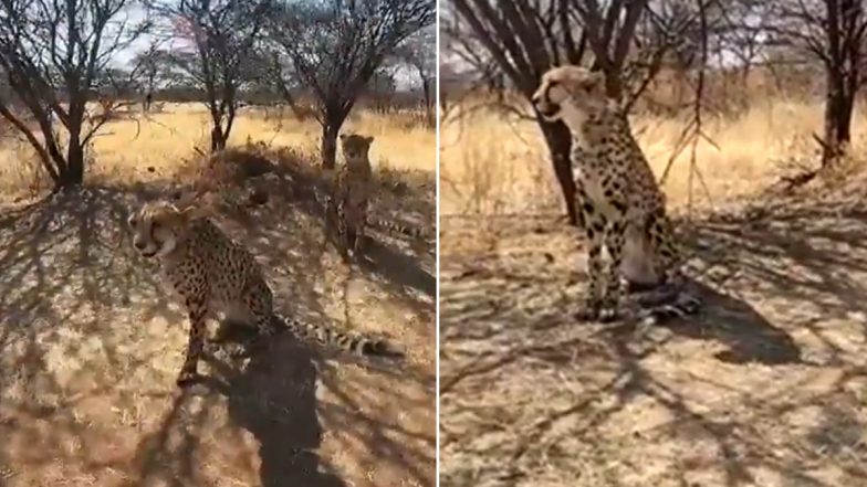 Video: First Look of Cheetahs That Will Be Brought From Namibia to India on PM Narendra Modi's Birthday