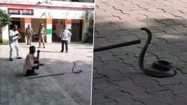 King Cobra Found Inside Police Station in UP's Jalaun, Watch Video