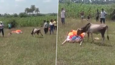 This Video of Calf Paying Last Respects to Deceased Owner and Kissing His Body in Jharkhand Will Melt Your Heart