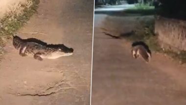 Video: Panic Among Locals After Crocodile Roams Freely on the Streets in Shahjahanpur