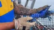 Video: Extremely Rare Blue Lobster, Having 1 in 2 Million Chance of Being Caught, Found by Fisherman in US