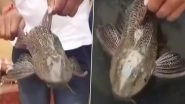 Video: Locals in Ramanthapur Find Rare &lsquo;Devil Fish&rsquo; After Heavy Rainfall Causes Flooding in Hyderabad