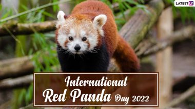 International Red Panda Day 2022 Date & Significance: Know History of the Day and Ways in Which We Can Do Our Bit To Save the Adorable Creatures
