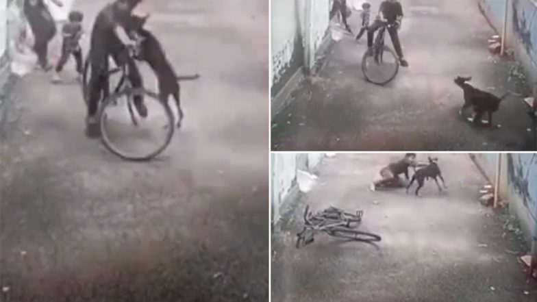 Kerala Dog Attack Video: Stray Dog Attacks, Bites Small Boy Riding Bicycle in Kozhikode