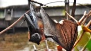 US Bat Species Devastated by Fungus Now Listed As Endangered