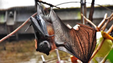 Khosta-2, New COVID-19 Variant Found in Russian Bats, Can Infect Human Beings but No Case Reported So Far: ICMR Scientist