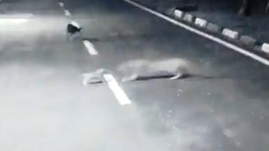 Leopard Attacks Puppy, Takes It Away in Nashik (Watch Video)