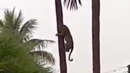 Leopard Climbing Up and Down A Coconut Tree in Nashik Is Terrifyingly Beautiful Video You&rsquo;ll See on Internet Today