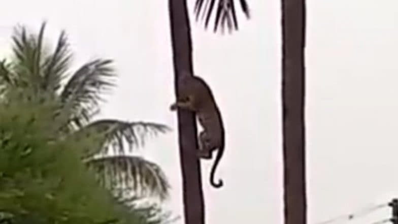 Leopard Climbing Up and Down A Coconut Tree in Nashik Is Terrifyingly Beautiful Video You’ll See on Internet Today