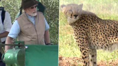Cheetahs Released at Kuno National Park: PM Narendra Modi Thanks Government of Namibia, Says ‘Could Not Have Been Possible Without Their Help’