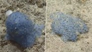 Mysterious Sea Creature 'Blue Goo' Baffles Scientists; Watch Viral Video of Unknown Ocean Animal Found on Caribbean Sea