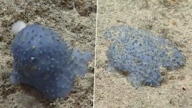 Mysterious Sea Creature 'Blue Goo' Baffles Scientists; Watch Viral Video of Unknown Ocean Animal Found on Caribbean Sea