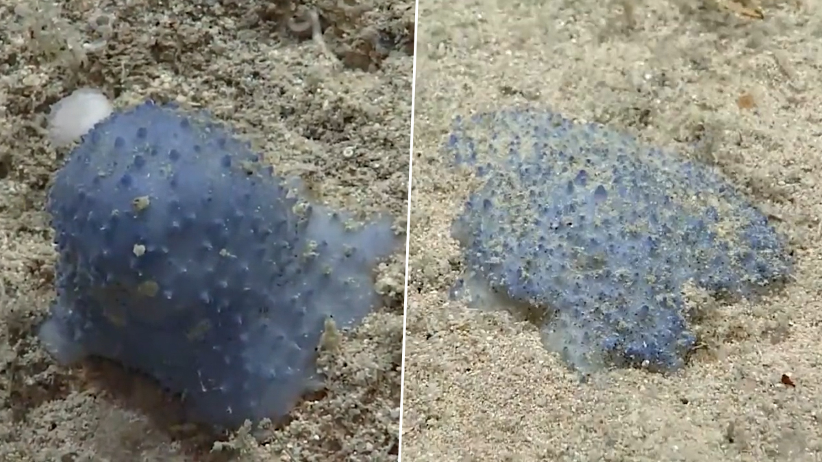 Bizarre Blue Goo Organism at Bottom of Ocean Stumps Scientists