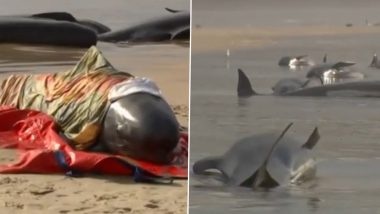 Video: 200 Pilot Whales Perish After Being Stranded on a Beach in Australia’s Tasmania