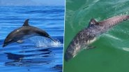 Bird Flu in Marine Mammals: H5N1 Avian Flu Detected in Dolphin in Florida and Porpoise in Sweden