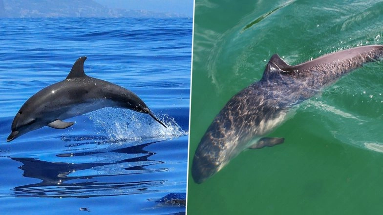 Bird Flu Seen in Dolphin and Porpoise in First Documented Cases