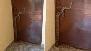 Video: Giant Python Slithers Over BJP MLA Rahul Bachcha Sonkar&rsquo;s House Door During Public Meeting
