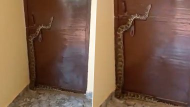 Video: Giant Python Slithers Over BJP MLA Rahul Bachcha Sonkar’s House Door During Public Meeting
