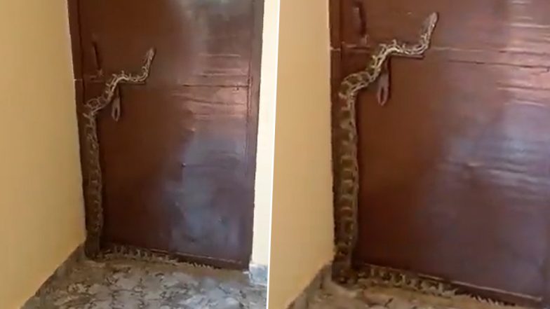 Video: Giant Python Slithers Over BJP MLA Rahul Bachcha Sonkar’s House Door During Public Meeting