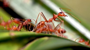 Ant Attack in Odisha: People Forced To Flee After Lakhs of Red and Fire Ants Infest Brahmansahi Village
