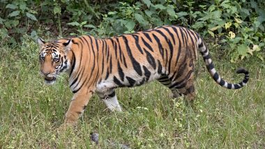 Animal Attack in Madhya Pradesh: Tiger Mauls Man to Death in Balaghat;  Forest Officials Urge Villagers To Stay Indoors | 📰 LatestLY