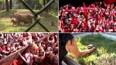 Viral Stories of the Week: From Spain Celebrating Tomatina After Two Years to Two-Headed Tortoise Celebrating Birthday, Watch Videos That Made Us Smile