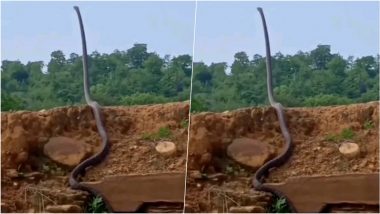 Dinosaur or King Cobra? Viral Photo of Long Snake Standing Up and Raising Its Head High in Air Is Real!