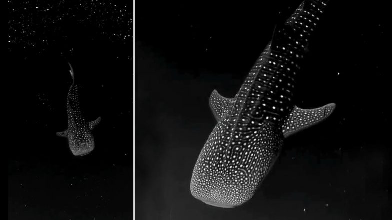 Whale in Space? Huge Marine Creature Floats Through Glowing Bioluminescent Algae in Viral Video That Has Left Internet Fascinated 