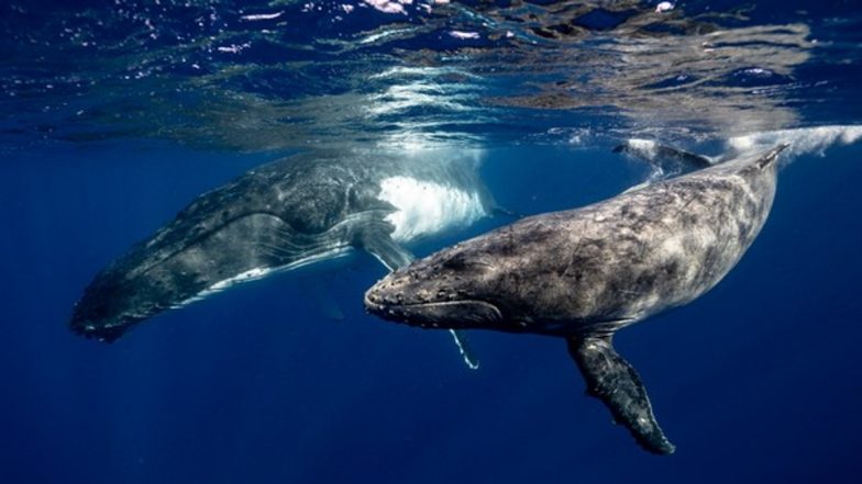 Study Reveals How Whales Shield Themselves from Brain Damage While Swimming